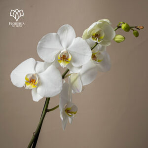 Alternative view of Orquídea Phalaenopsis Blanca