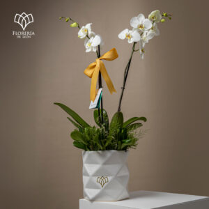 Orquídea Phalaenopsis Blanca