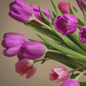 Alternative view of Arabella 30 Tulipanes