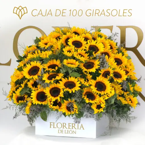 CAJA 100 GIRASOLES - Florería de León