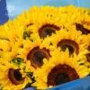 Ramo 25 girasoles francés - Imagen 2