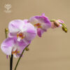 Orquidea Phalaenopsis Fucsia y Blanco - Imagen 3