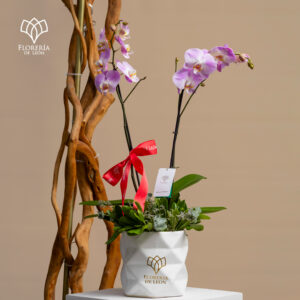 Orquidea Phalaenopsis Fucsia y Blanco