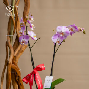 Alternative view of Orquidea Phalaenopsis Fucsia y Blanco