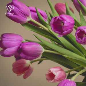 Alternative view of Arabella 30 Tulipanes