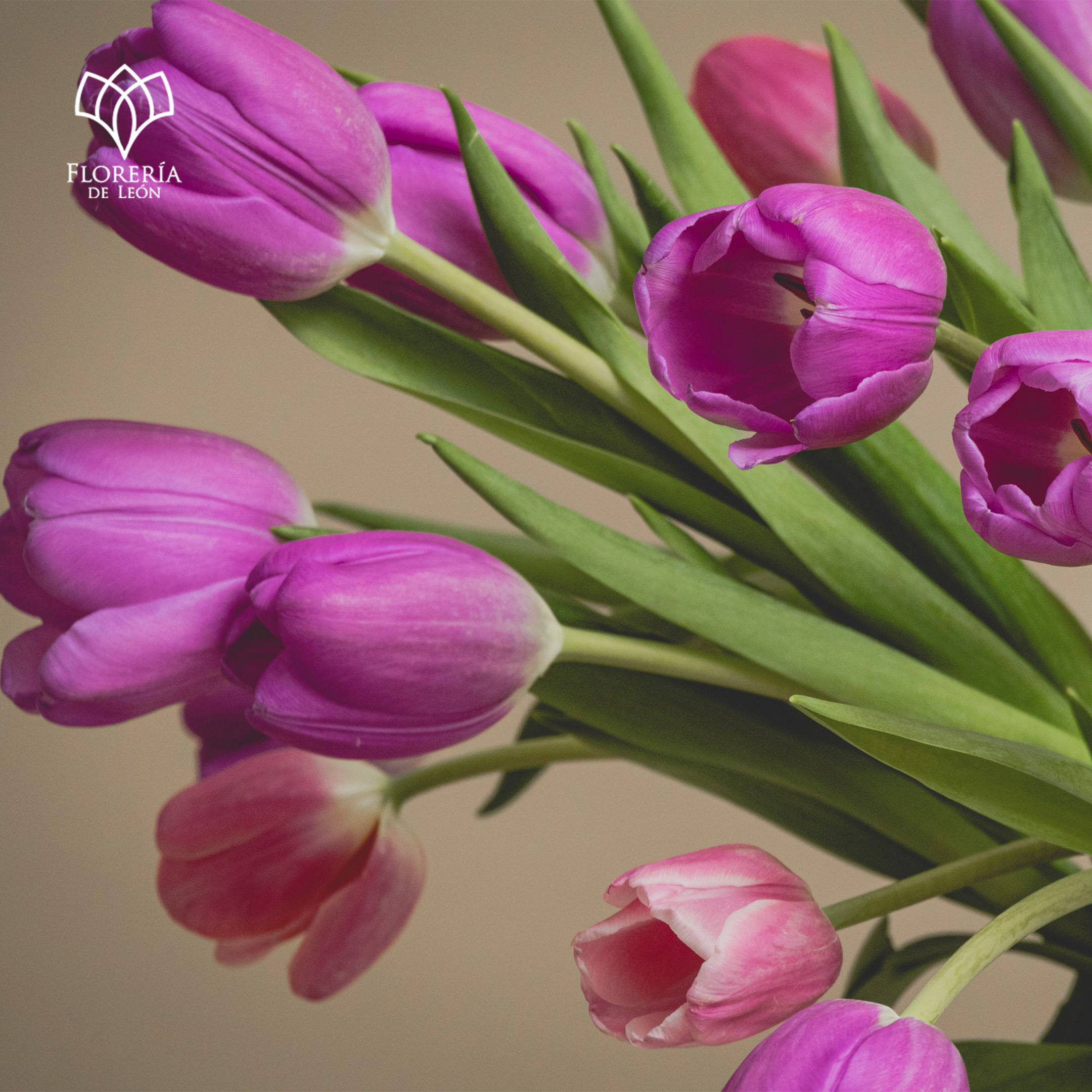 Arabella 30 Tulipanes - Imagen 2