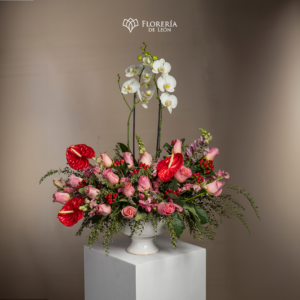 Alternative view of Arreglo Kassandra