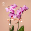 Orquidea Phalaenopsis Fucsia - Imagen 2