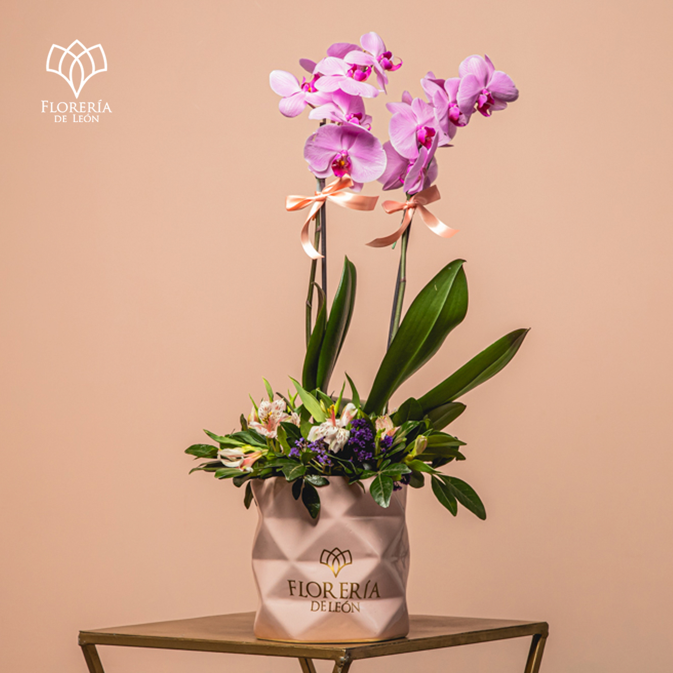 Orquidea Phalaenopsis Fucsia